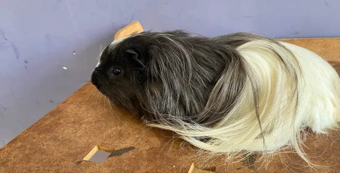 Porquinho da india sheltie