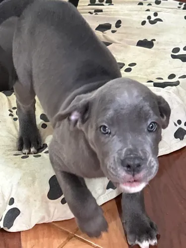 Cane Corso com pedigree!
