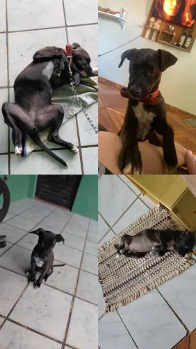 Cachorra porte médio 