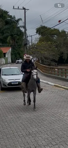 Cavalo mangalarga marchador 