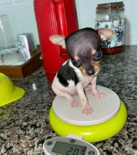 Pinscher - Compra segura e acompanhamento veterinário.