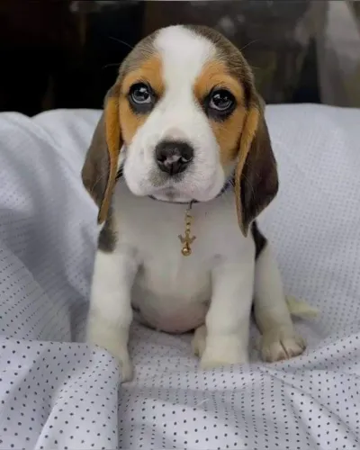 Beagle minizinha fêmea e macho