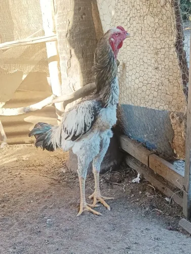 Galo índio gigante
