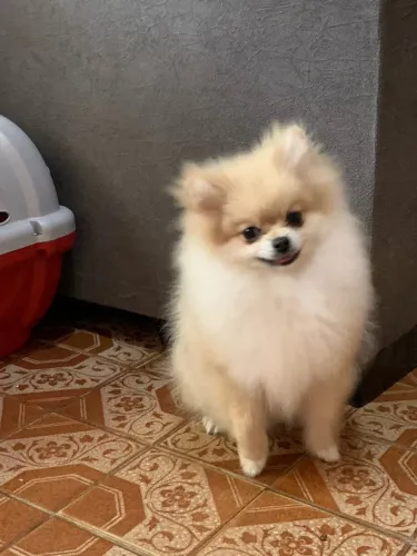 Spitz alemão 9 meses