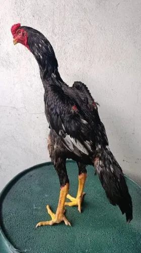 Galo, galinha da raça Shamo.