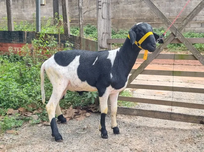Vndo carneiro, valor 1.700,00