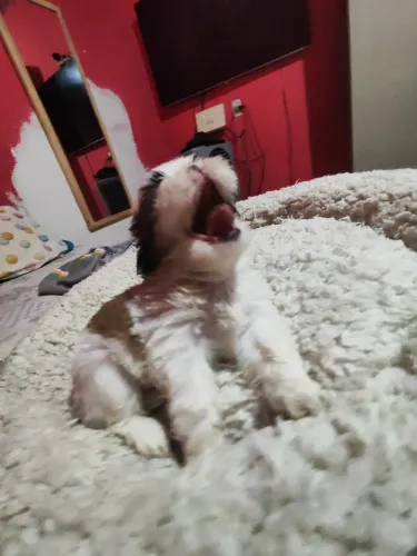 Cachorrinho Shitzu tricolor