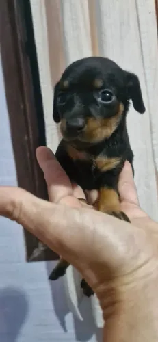 Pinscher com 65 dias vacinado é raro