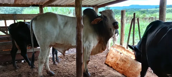 Vacas leiteira