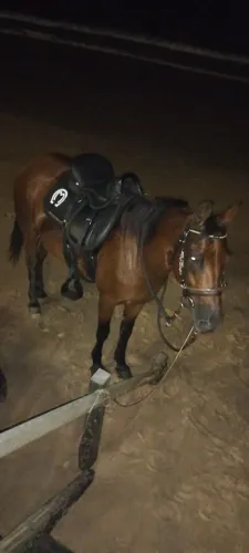 égua a venda