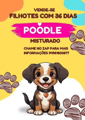 Filhotes de poodle misturado. 