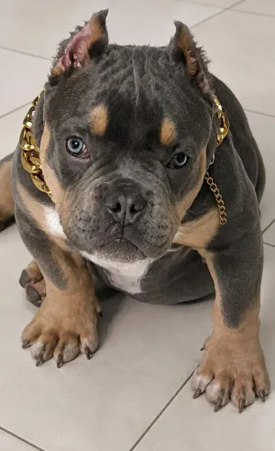 American Bully SP 