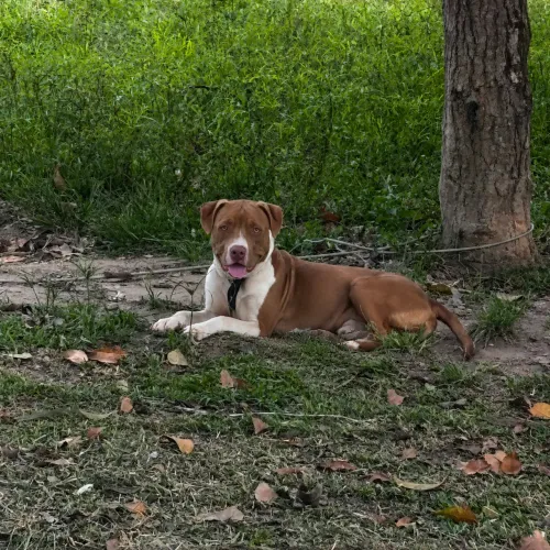 Vendo pitbul