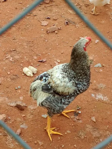 Galos suros