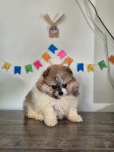 Lulu da Pomerânia/Spitiz Alemão anão