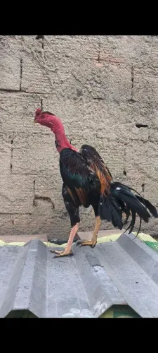 Frango índio polaco