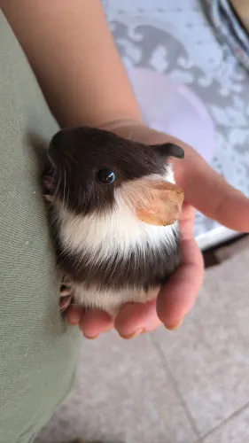 Porquinho da índia  