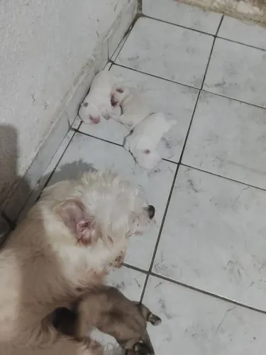 Venda de cachorro 