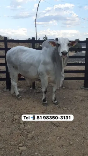 Animal