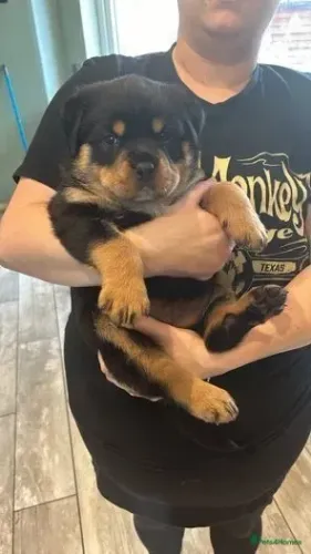 Neném rottweiler super dócil com saúde garantida em contrato