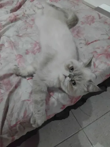 Gata exotica himalayo