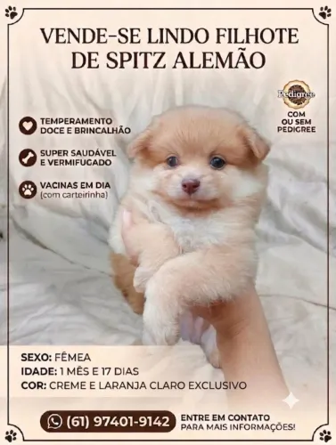 Spitz Alemão Fêmea