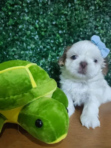 Filhote de Shih Tzu