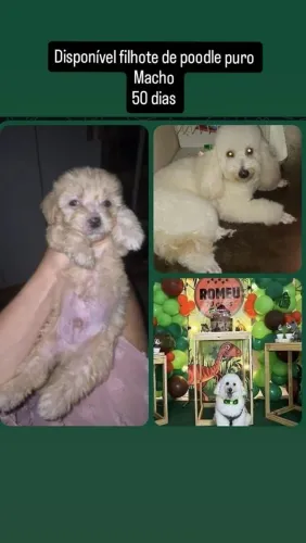 Filhote Macho de poodle puro