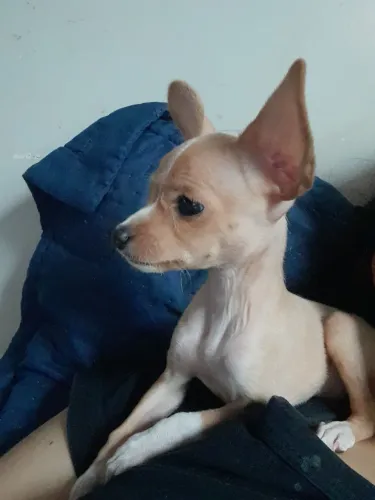 Pinscher fêmea 