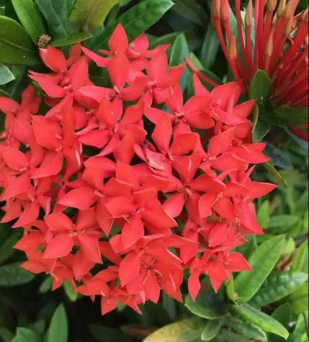 VENDO MUDAS DE ALFINETE vermelho 