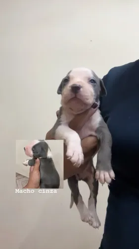 Pitbulls PURO