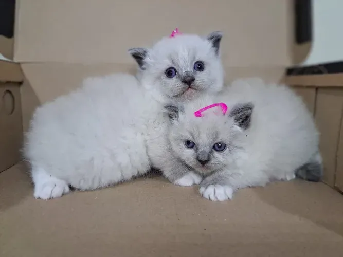 Filhotes gatinhos Ragdoll e Persas