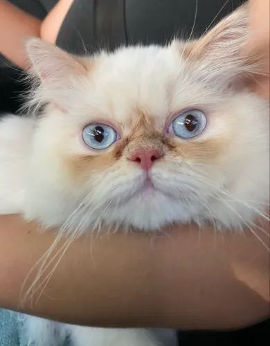 Gata persa
