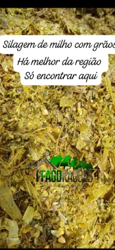 Silagem de milho com grãos sacaria padrão de 20kg
