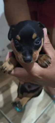 Filhote Pinscher N1 Macho 