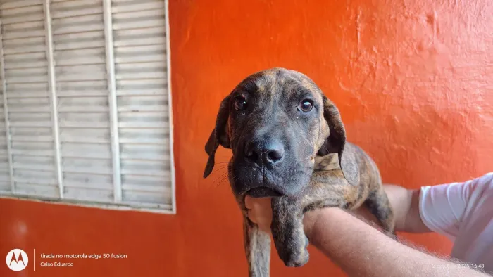 FILA BRASILEIRO