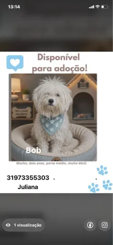 Doa-se cachorro macho Shituz 