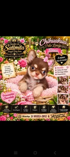 Chihuahua chocotan pelo longo,cabeça de maçã e pedigree
