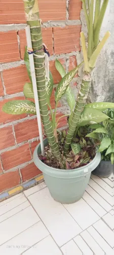 Plantas de tudo lindas e belas