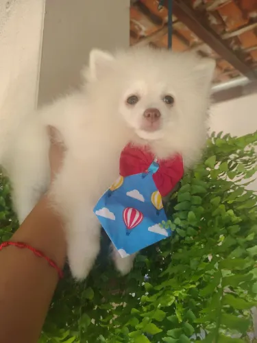 Filhotes de Lulu minúsculo com 4 meses meio na troca de pelos