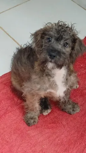 Doa se filhote de 3 meses