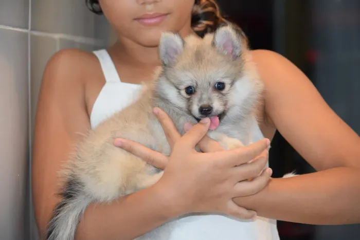 Spitz Alemao