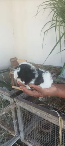 Porquinhos da Índia