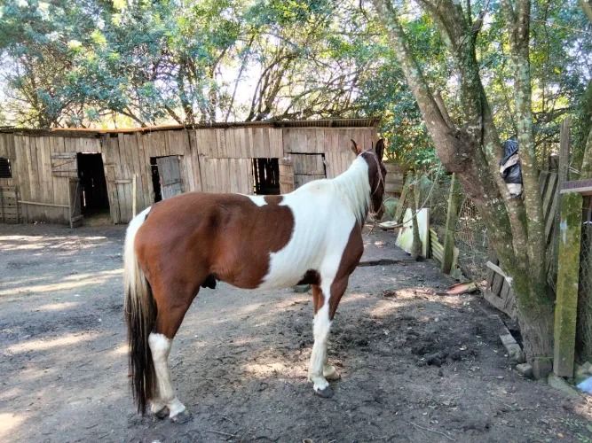 Cavalo Paint Horse