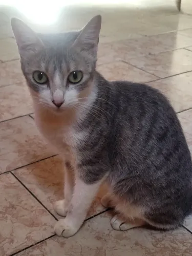 Doação gatinhos 