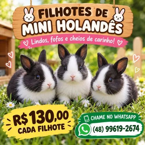 Filhotes de mini coelhos holandês