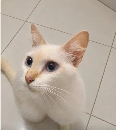 ADOÇÃO RESPONSAVÉL GATINHA CASTRADA