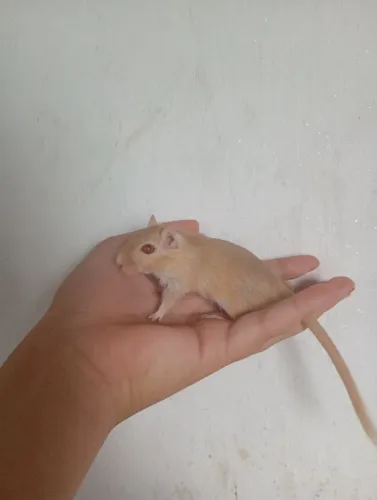 Gerbils