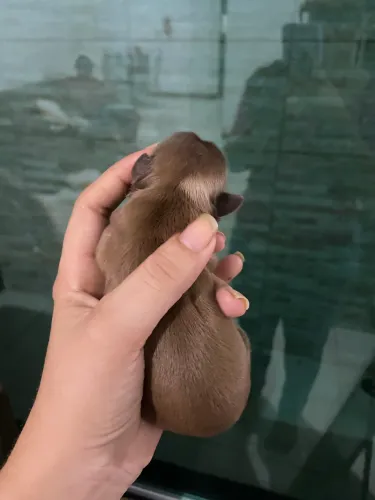 Cachorro