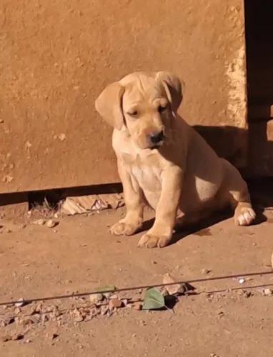 Filhote de cachorro para adoção 